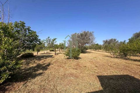 Ruin i Brindisi, Brindisi, Brindisi - € 34 000 | Ref: Lamia Melograno - foto 3